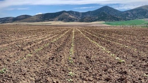 Beets budding