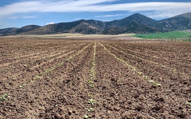 Beets budding