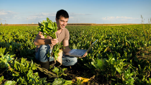 Farmer in sugar beet field