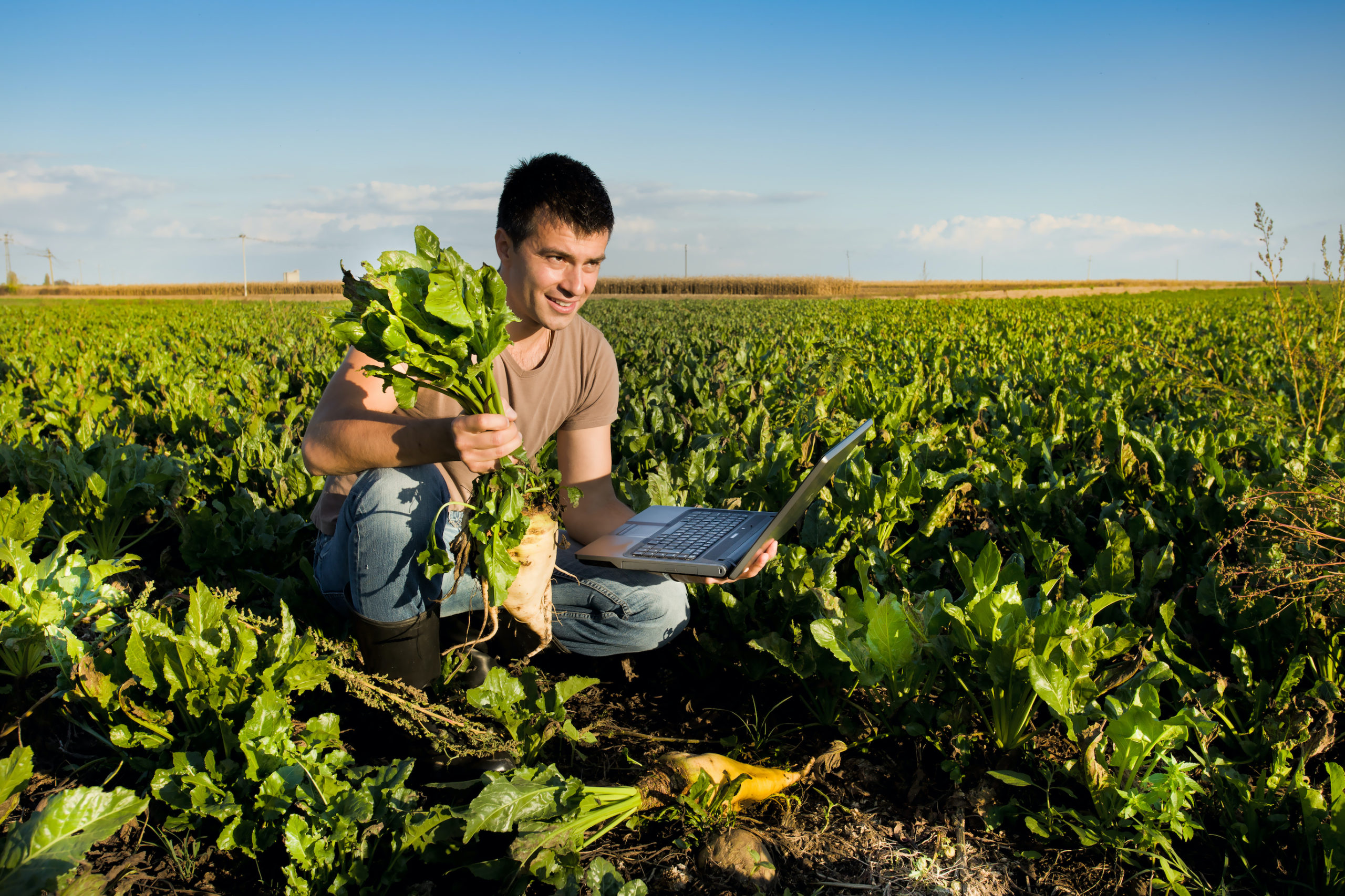 Farmer in sugar beet field