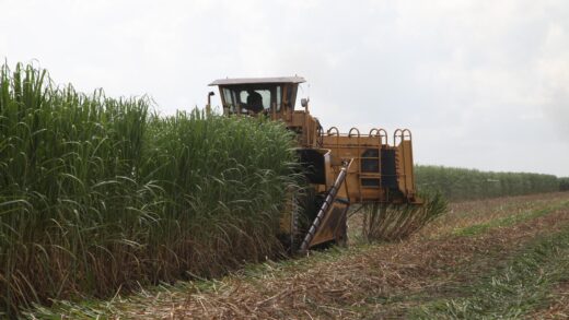 Cane Cutter