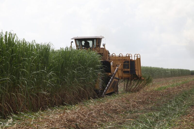 Cane Cutter