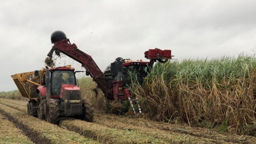 harvesting sugar in louisiana