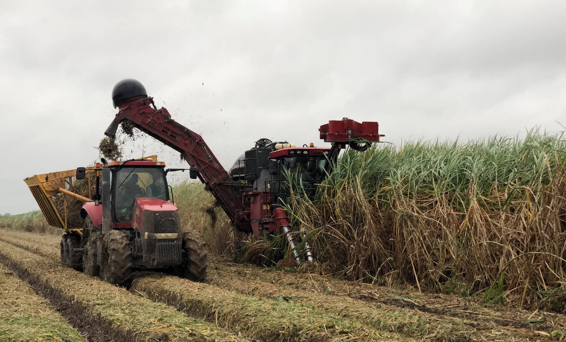 harvesting sugar in louisiana