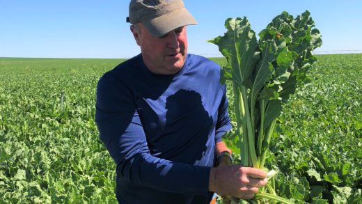 Randy Grant in Sugar beet Field