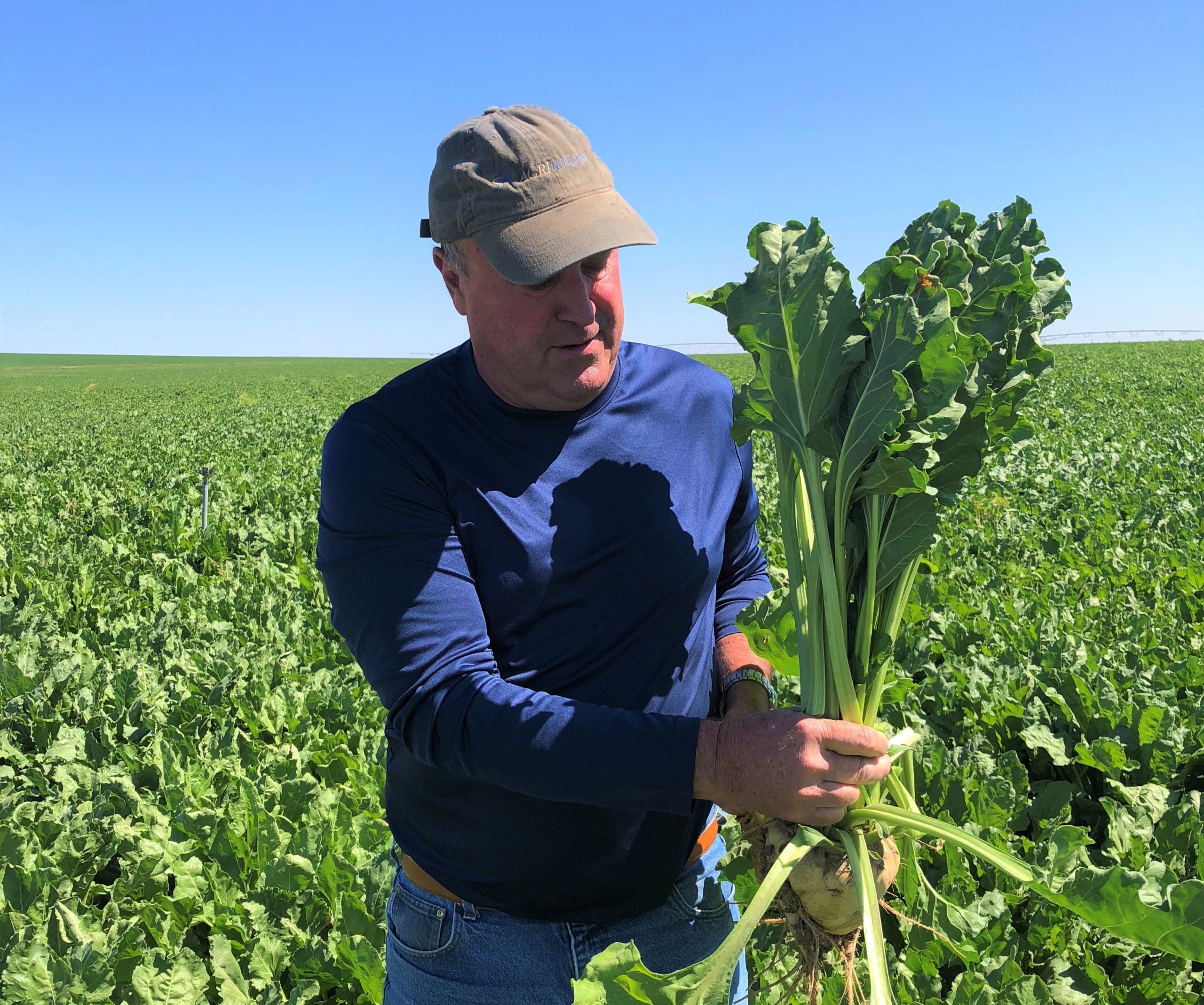 Randy Grant in Sugar beet Field