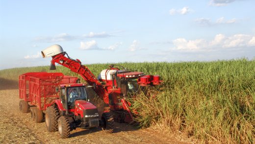 sugar harvesting in brazil