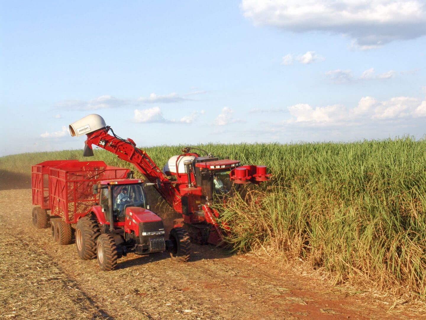 sugar harvesting in brazil