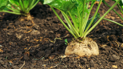 Sugar beet root in ground, cultivated crop in the field