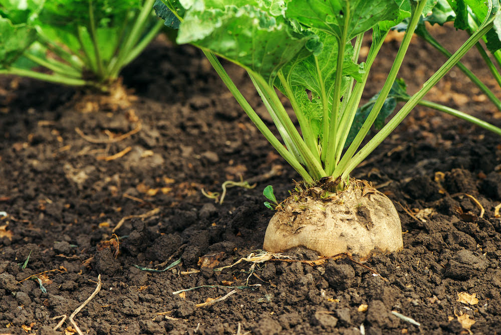 beet sugar vs cane