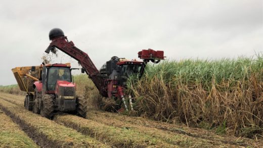 Harvesting sugar cane