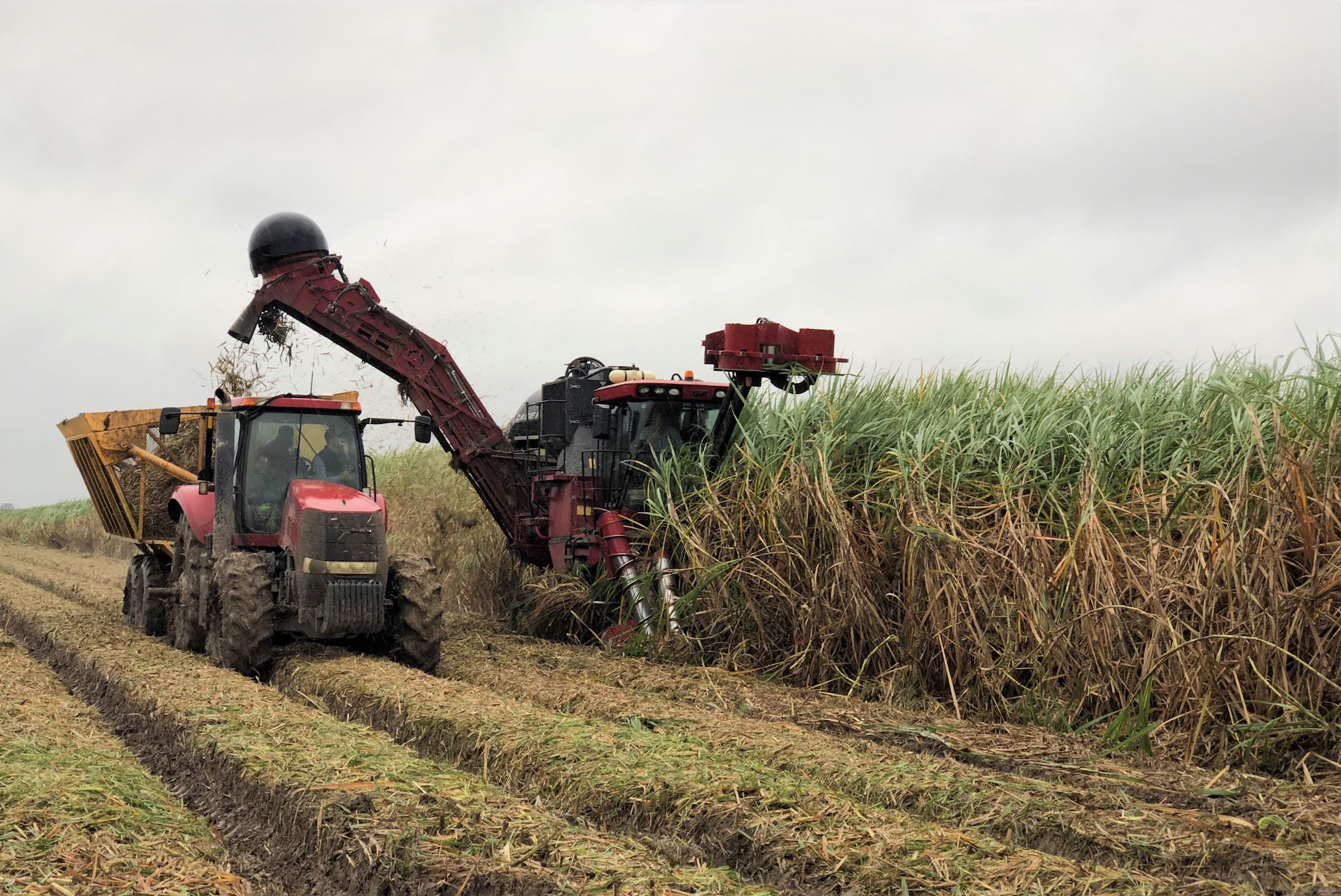 Harvesting sugar cane