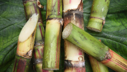 Detail of Fresh Cut Pieces of Sugar CaneSEE my other photos from JAMAICA: