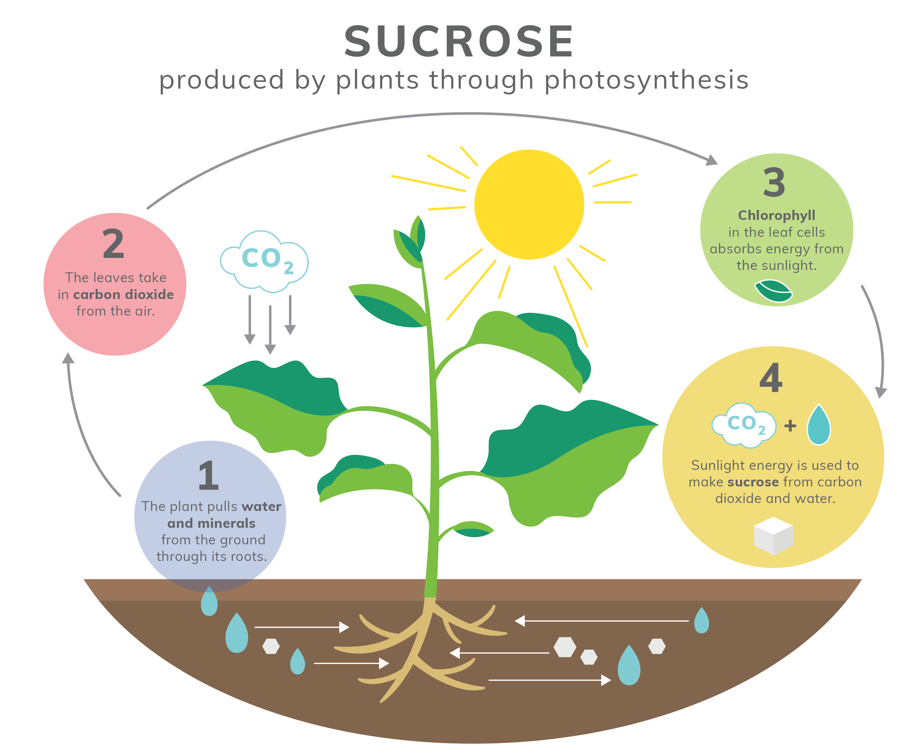 SUCROSE - produced by plants through photosynthesis