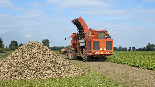 harvesting sugar