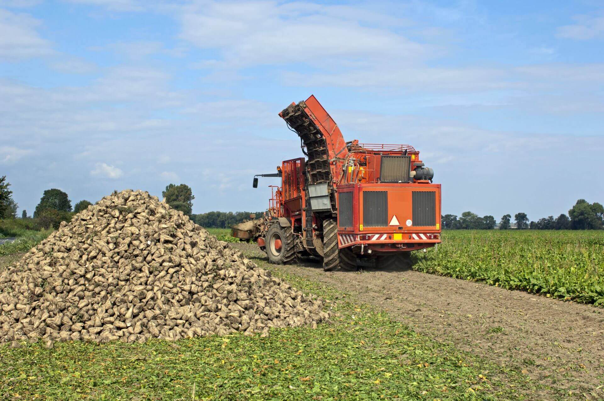 harvesting sugar